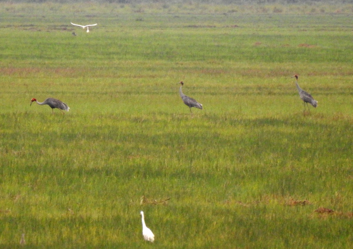 sarustrane - ML649916628