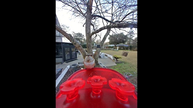 Рыжий колибри - ML649916685