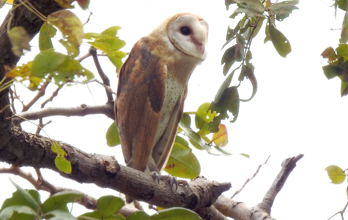 rotteslørugle - ML649916779