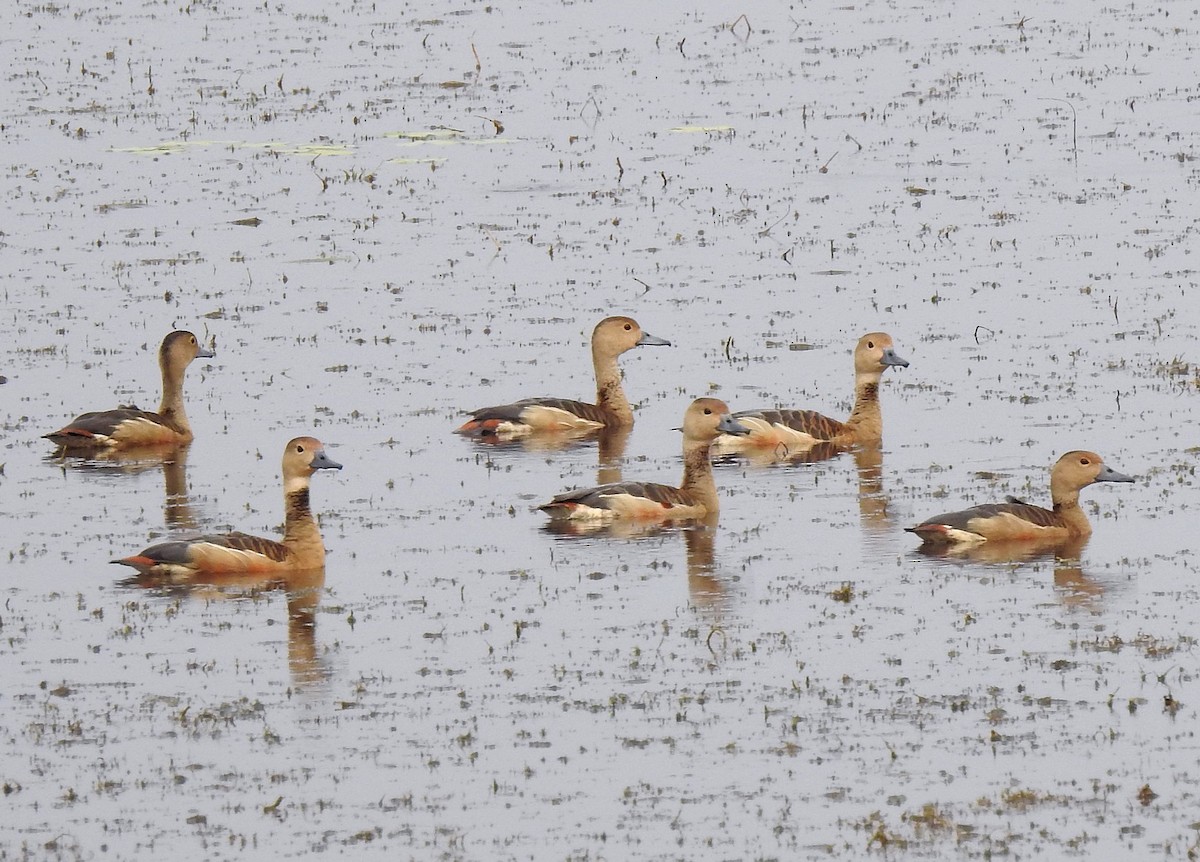 småplystreand - ML649916887