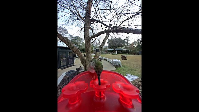 Рубиновогорлый/Александров колибри - ML649916996