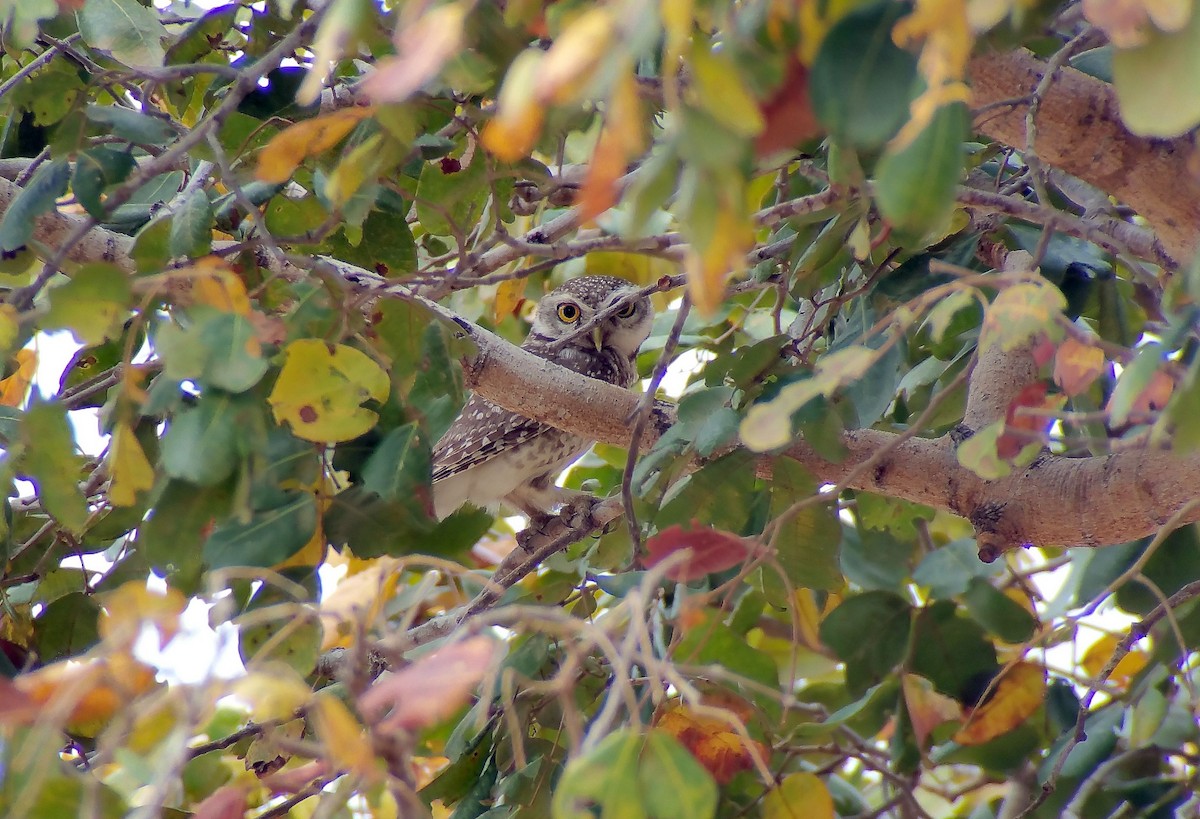 tempelugle - ML649917032