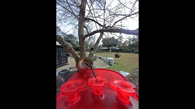 Рыжий колибри - ML649917041