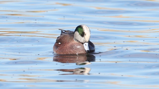 Свищ американський - ML649917194