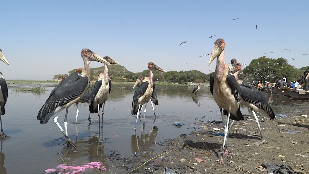 eBird Checklist - 9 Mar 2015 - Lake Awassa Fish Market - 3 species