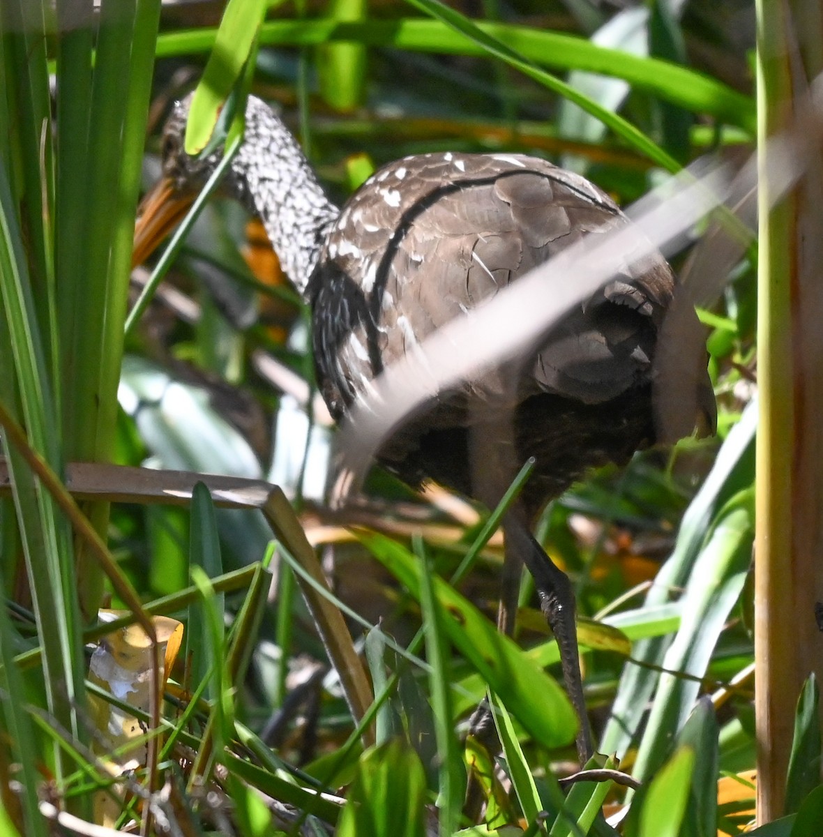 eBird Checklist - 27 Jan 2026 - Everglades National Park, Homestead US ...