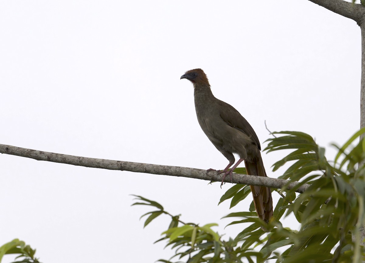 Kuzeyli Küçük Çaçakala - ML649918408