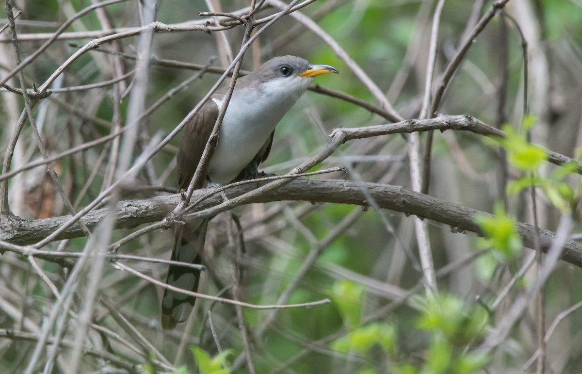 gulnebbgjøk - ML649918652