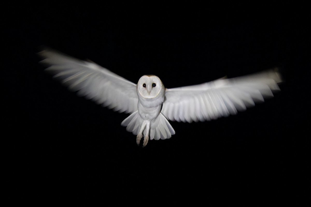 Lechuza Común Americana - ML649918804