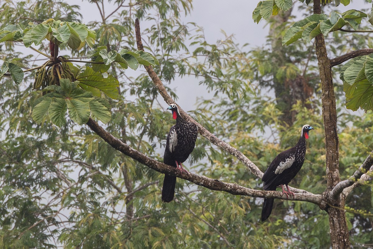 Pava Yacutinga - ML649918811