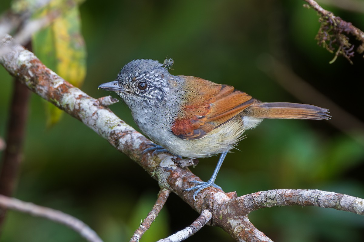 Batarito Dorsirrufo - ML649918868