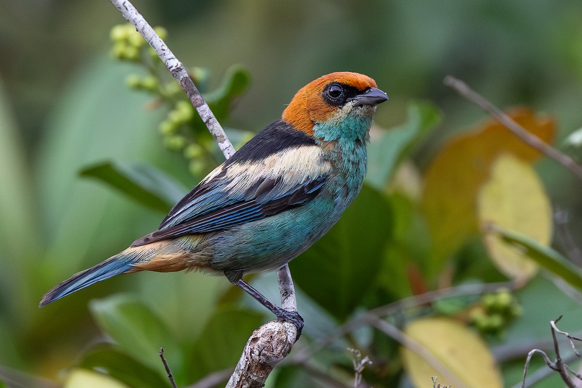 Tangara Dorsinegra - ML649919041