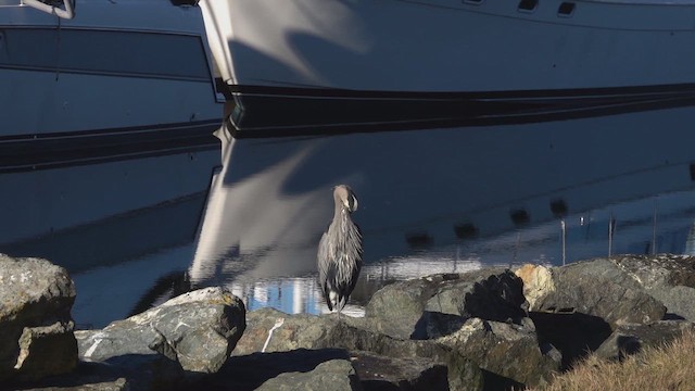 Great Blue Heron (Great Blue) - ML649919076