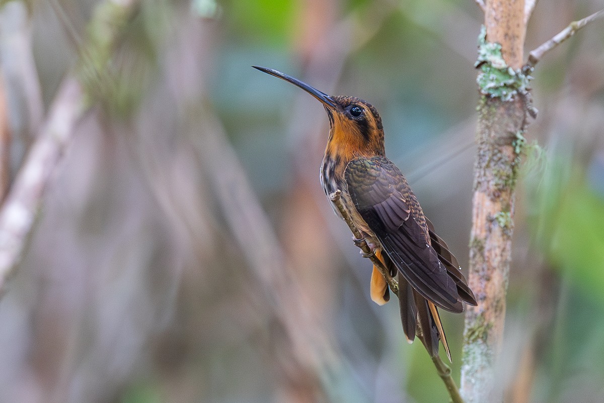 Ermitaño Picosierra - ML649919534