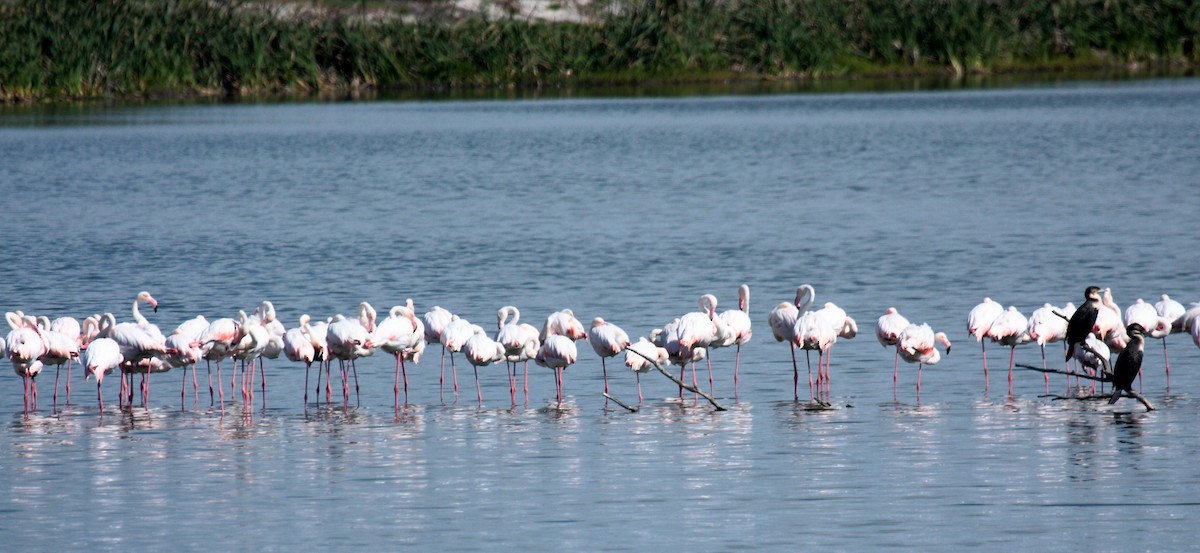 plameňák malý - ML649919686