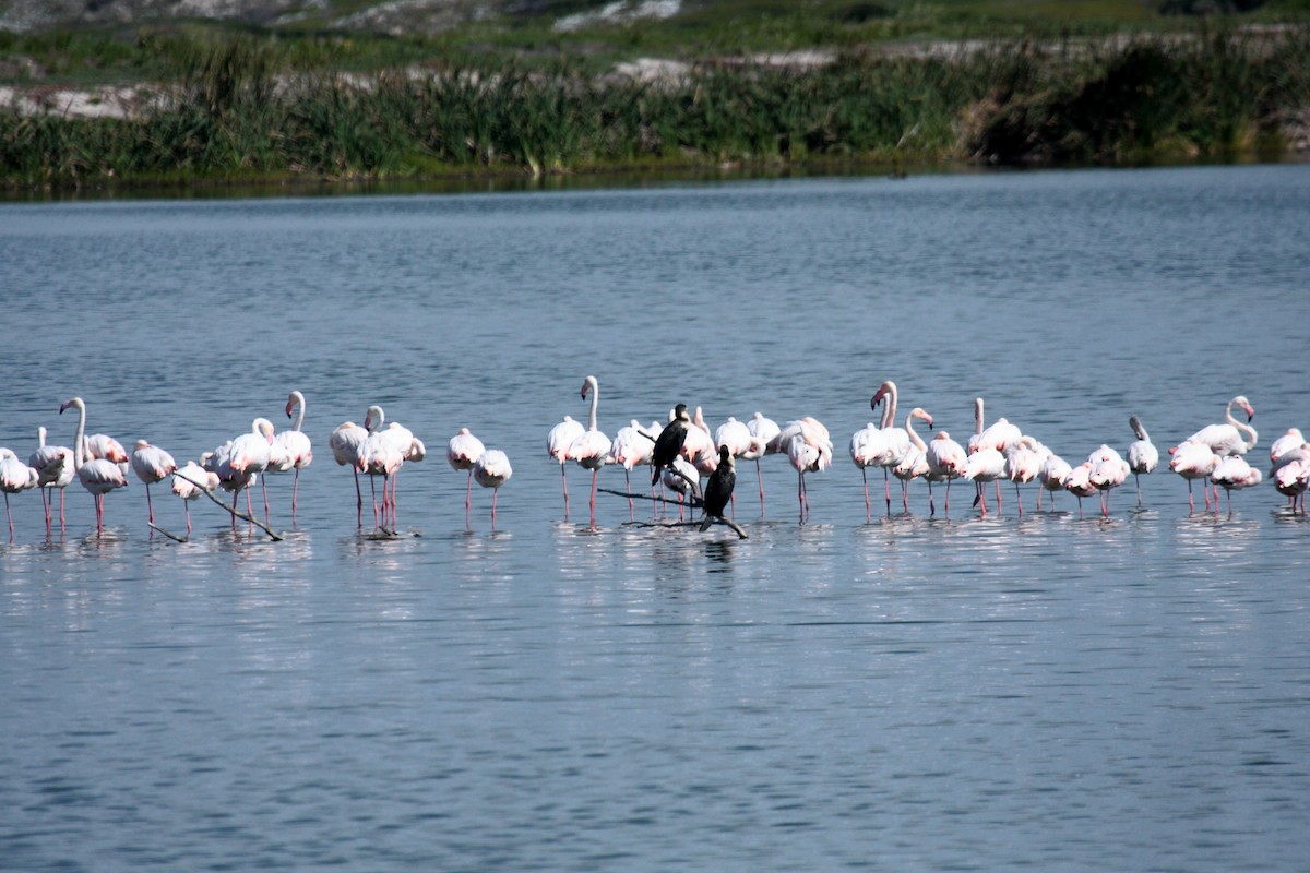 plameňák malý - ML649919691