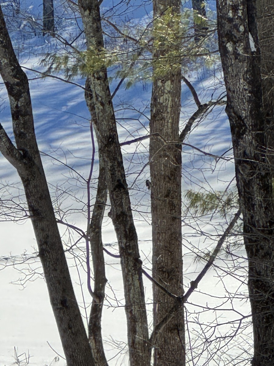 Гіла червоноголова - ML649919699