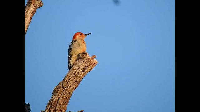 Red-bellied Woodpecker - ML649920620