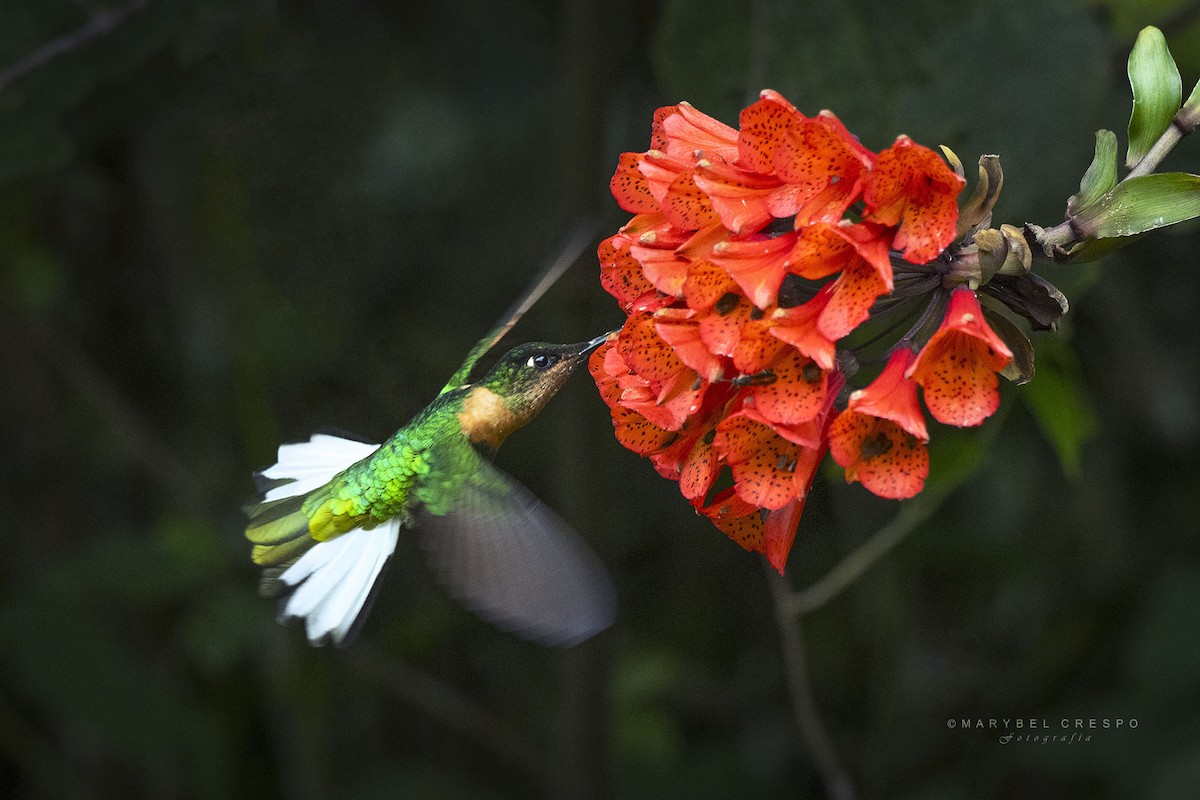 Gould's Inca - ML649920659