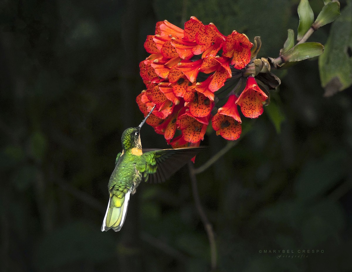 Gould's Inca - ML649920693