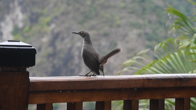 Cocobino Gris - ML649920791