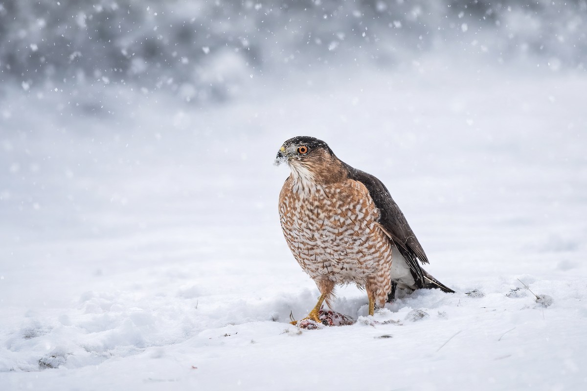 Cooper's Hawk - ML649921195