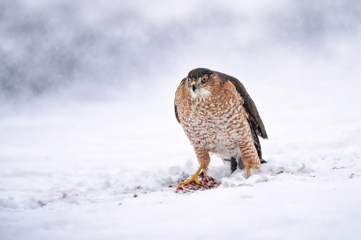 Cooper's Hawk - ML649921343