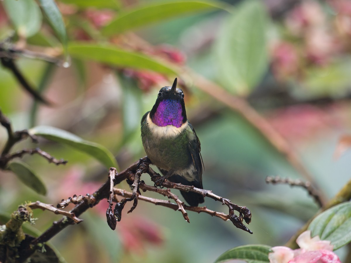 Amethyst-throated Sunangel - ML649921529
