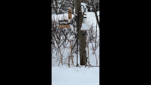 White-crowned Sparrow - ML649922639