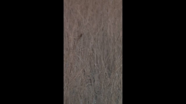 Savi's Warbler - ML649922647