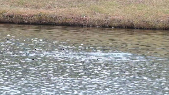 Murgilari bizkarzuria - ML649922986