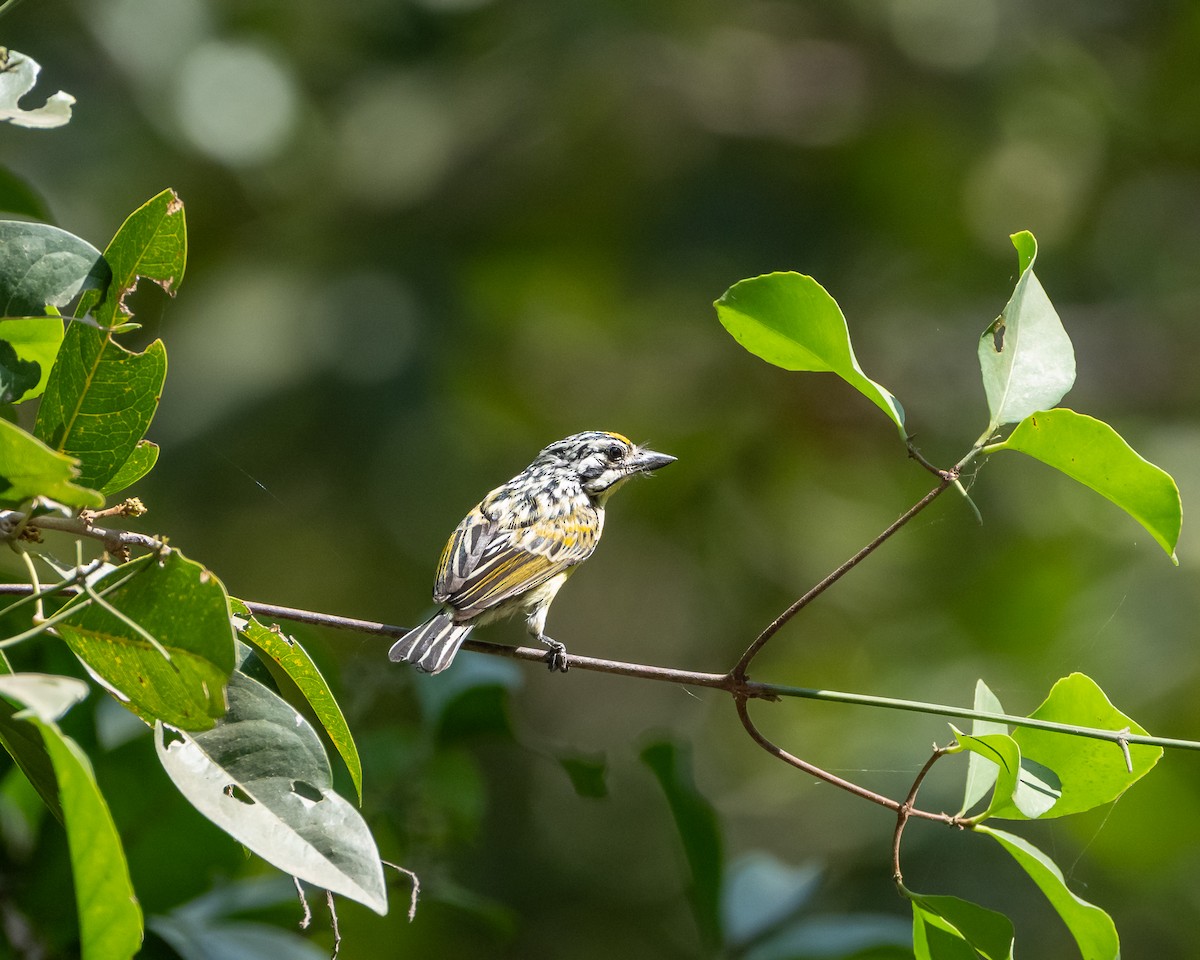 Yellow-fronted Tinkerbird - ML649923807