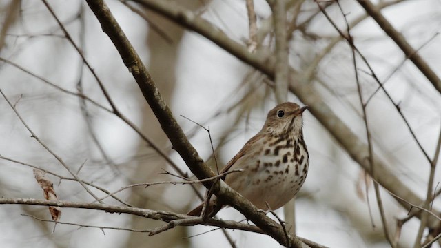 Дрозд-отшельник - ML649924029