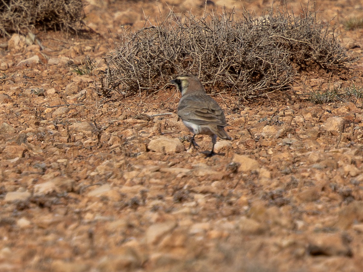 Horned Lark (Atlas) - ML649924126