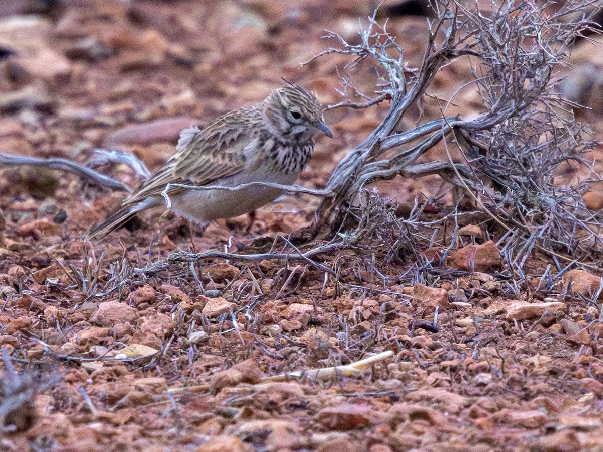 Thekla's Lark - ML649924145