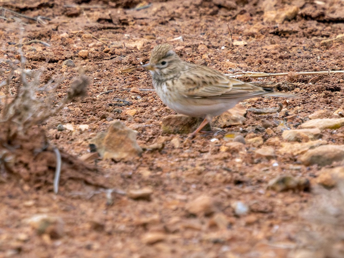 Mediterranean Short-toed Lark - ML649924150