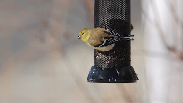 Goldzeisig - ML649925245