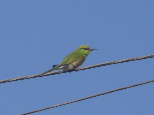 African Green Bee-eater - ML649925254