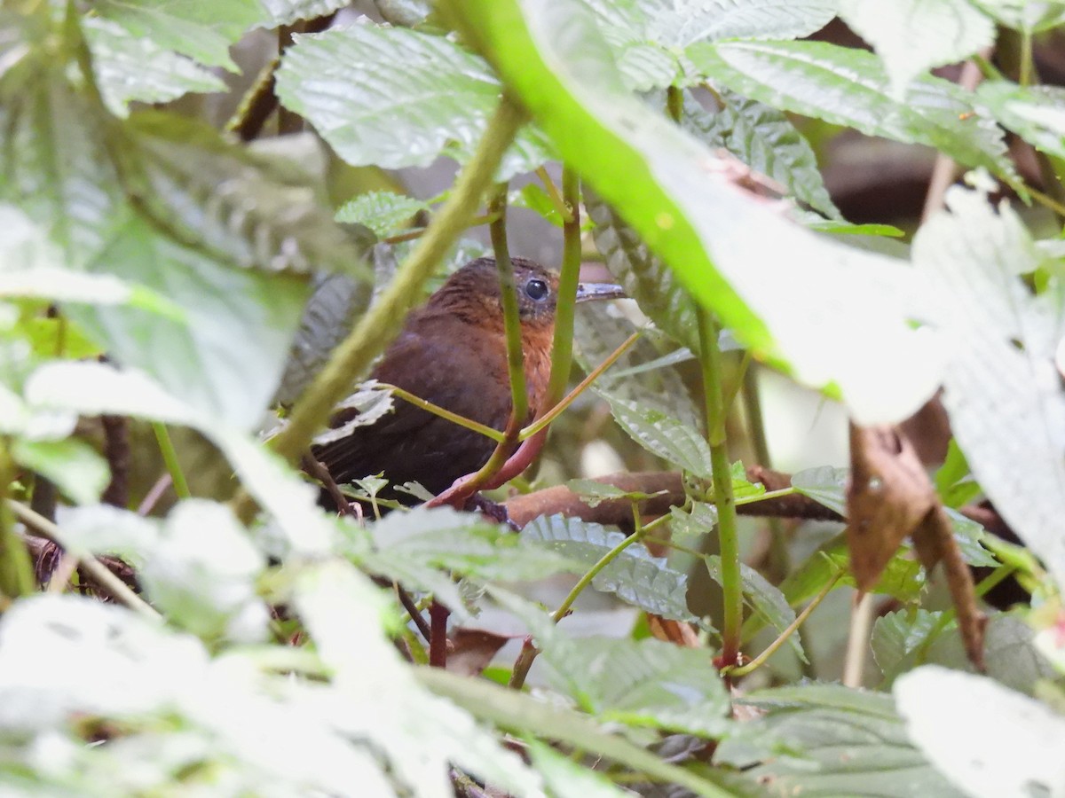 Sclérure à gorge rousse - ML649925672