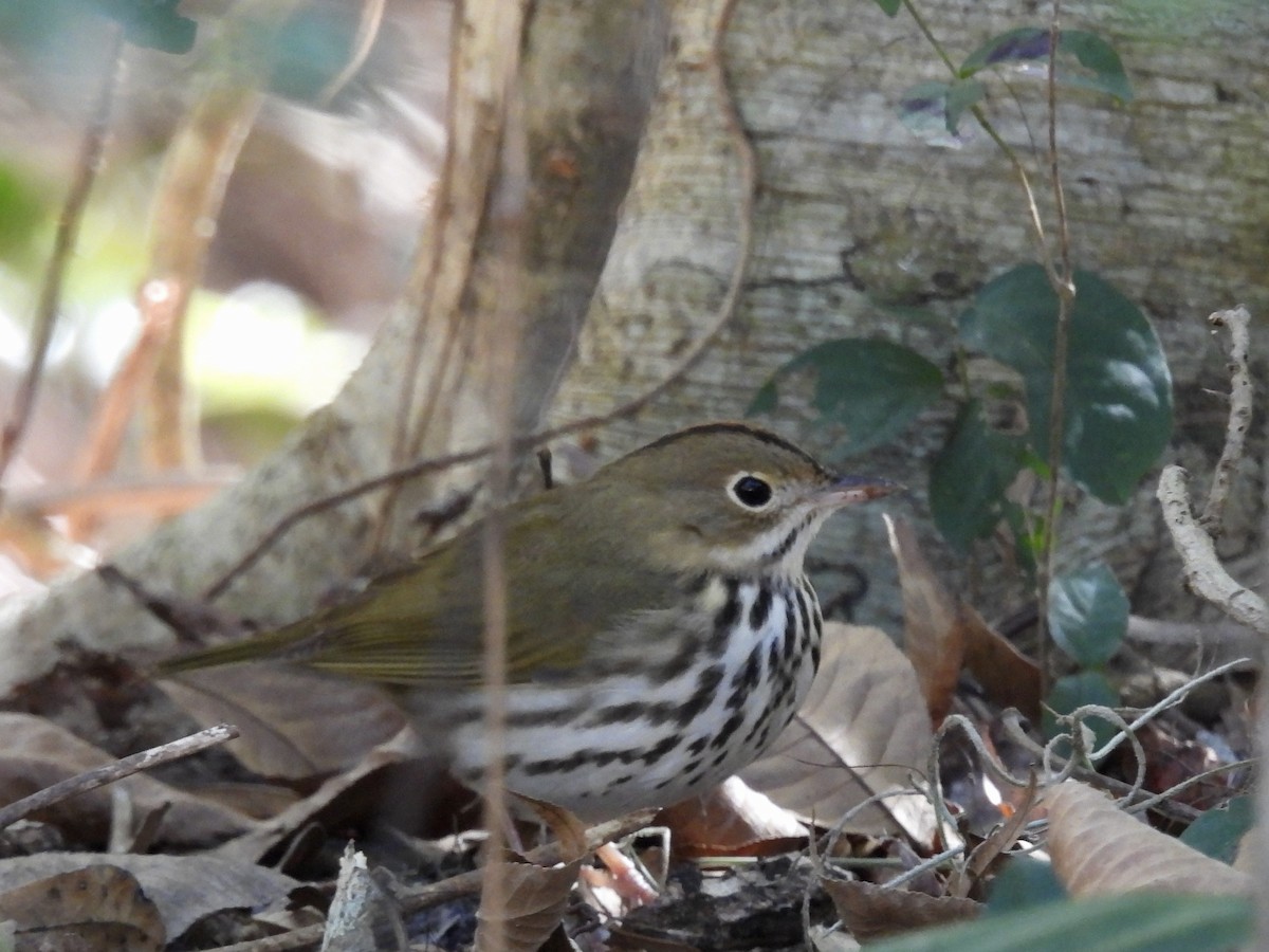 Смугастоволець оливковий - ML649925702