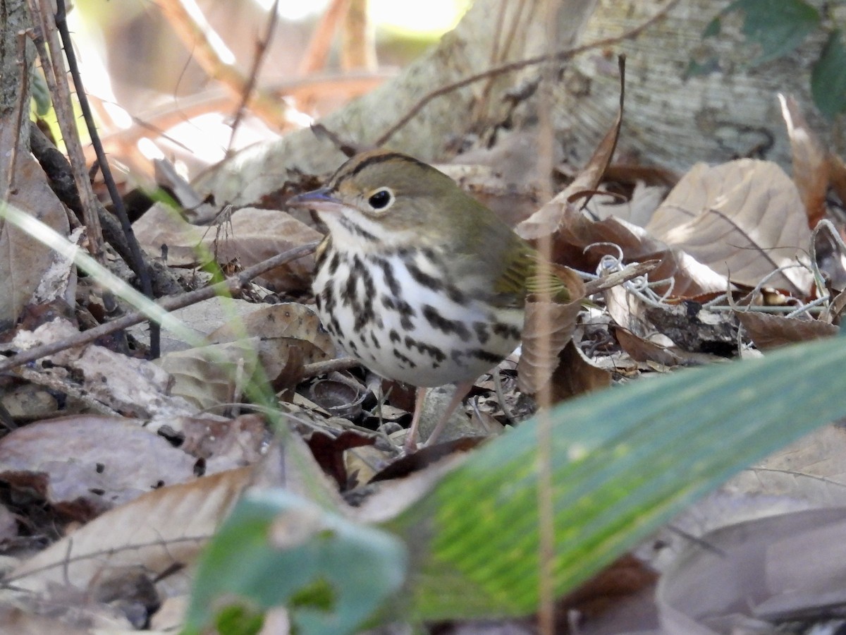 Смугастоволець оливковий - ML649925703