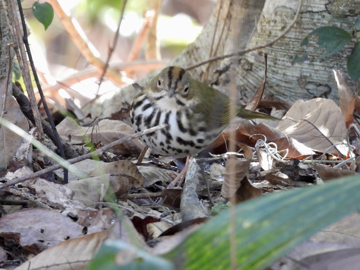 Смугастоволець оливковий - ML649925704