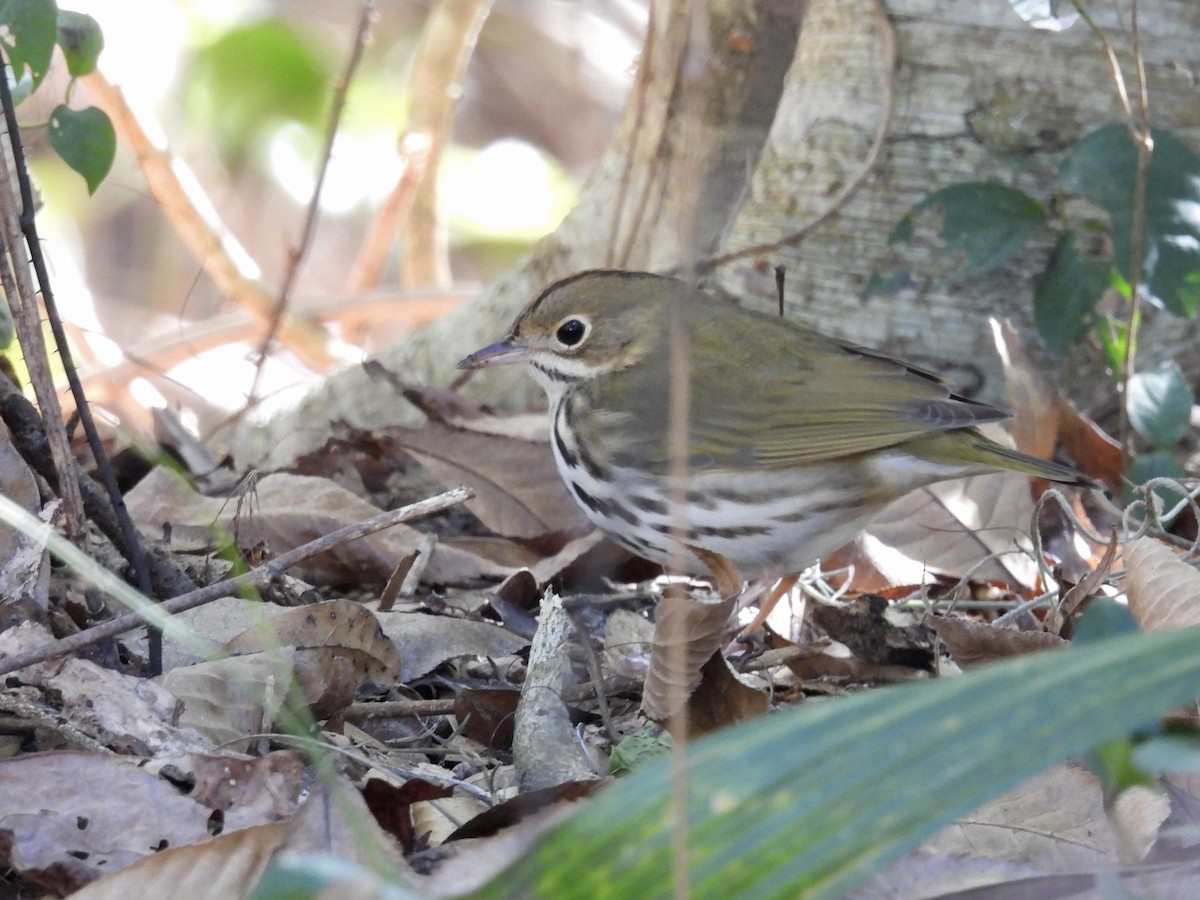 Смугастоволець оливковий - ML649925705