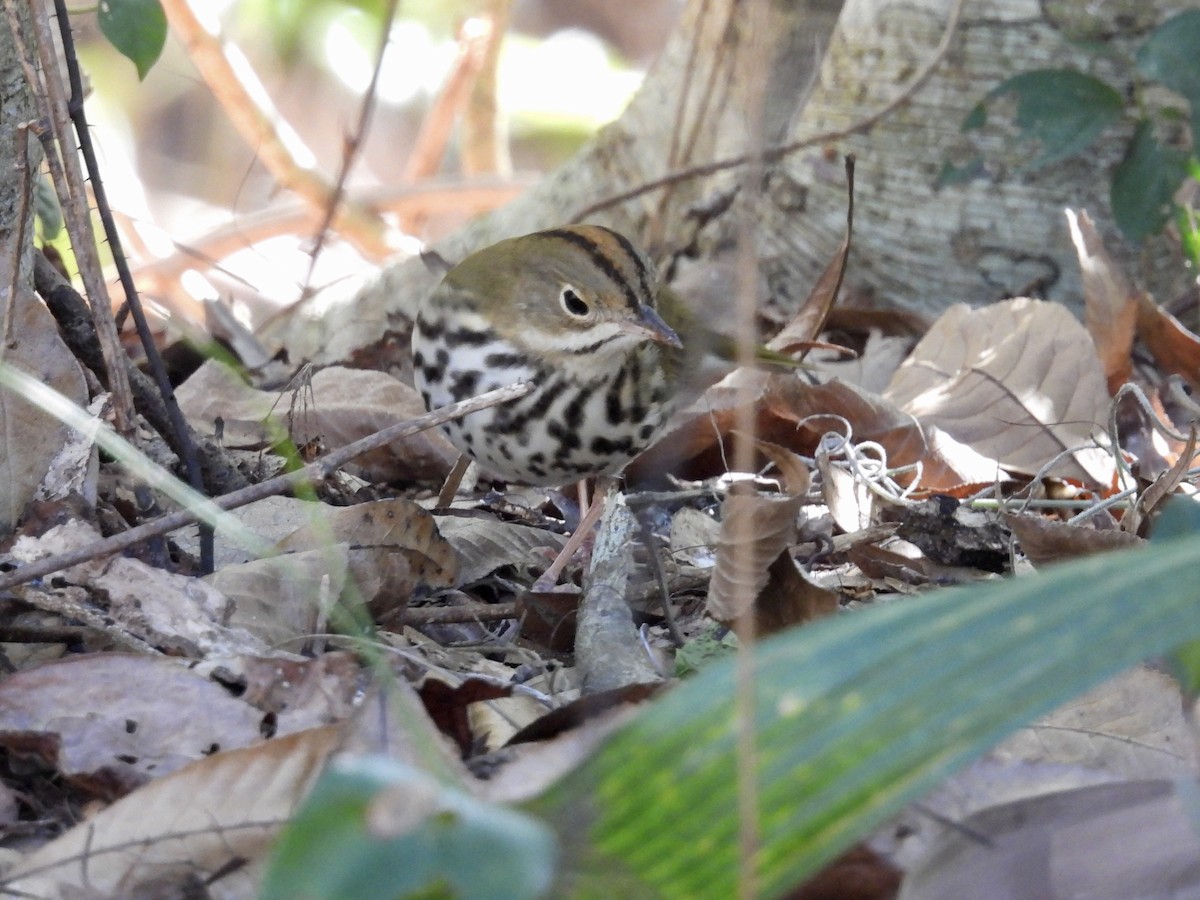 Смугастоволець оливковий - ML649925706