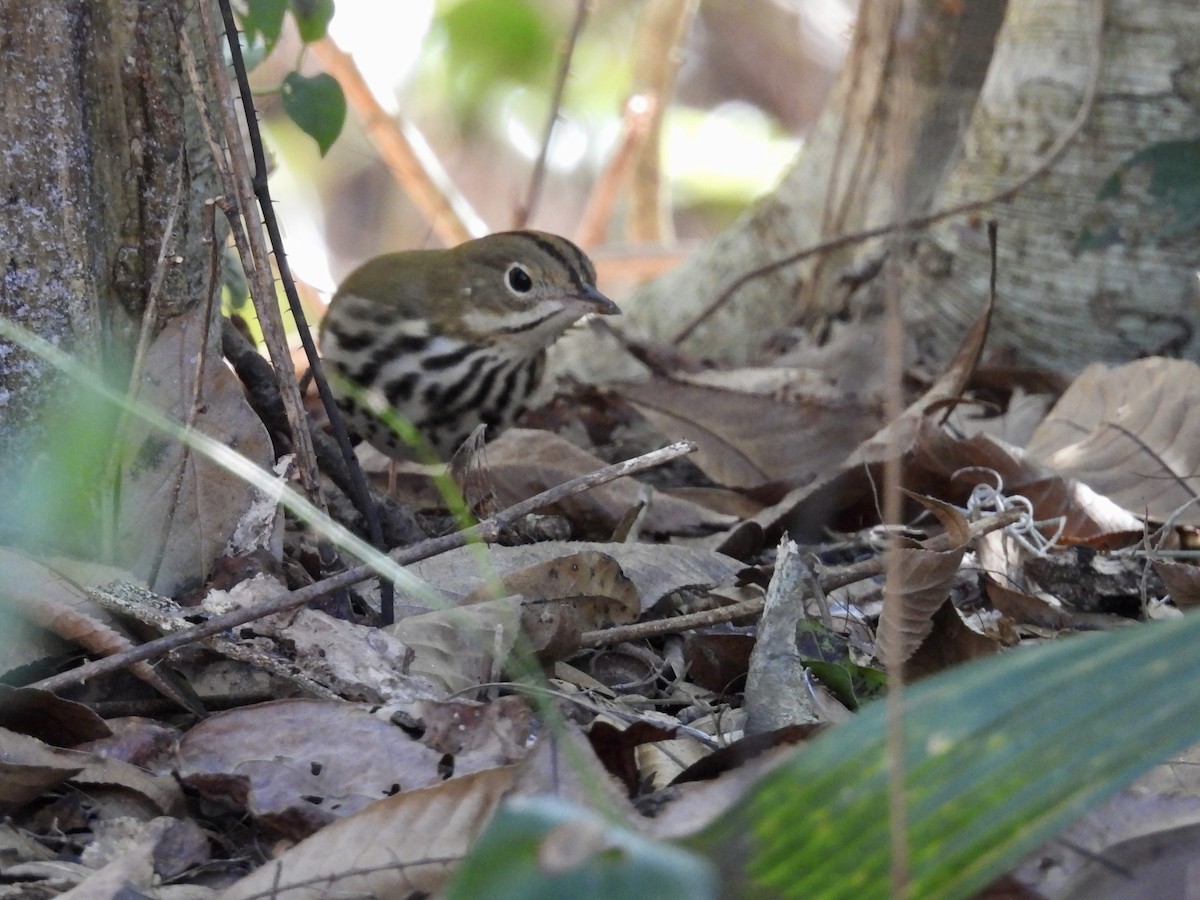 Смугастоволець оливковий - ML649925707