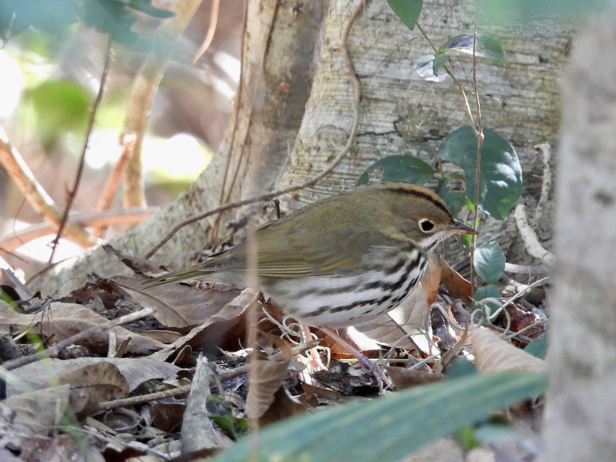 Смугастоволець оливковий - ML649925708