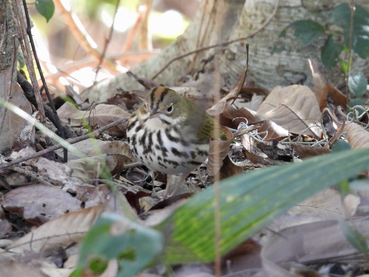 Смугастоволець оливковий - ML649925710