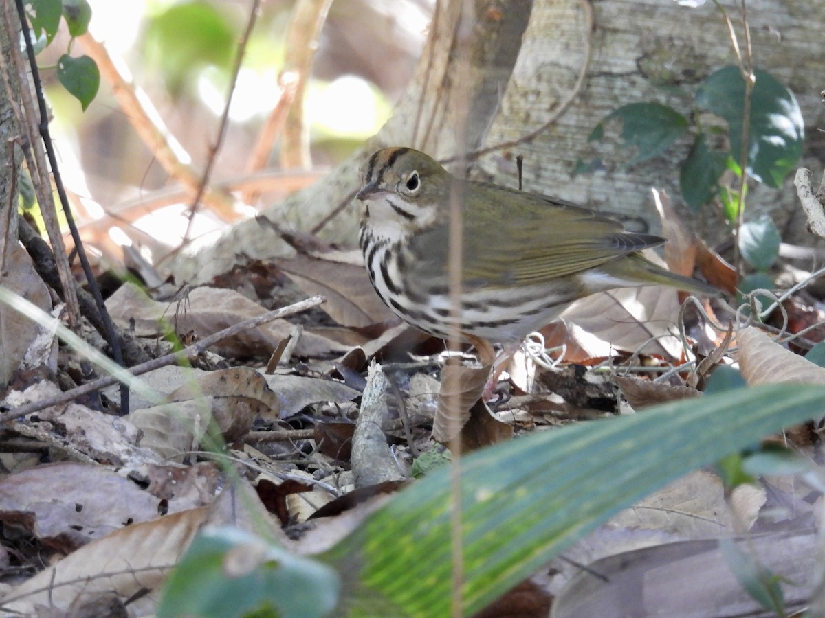 Смугастоволець оливковий - ML649925711