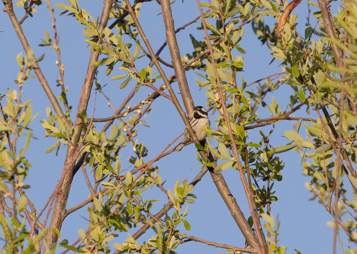 Траурная древесница - ML649925798