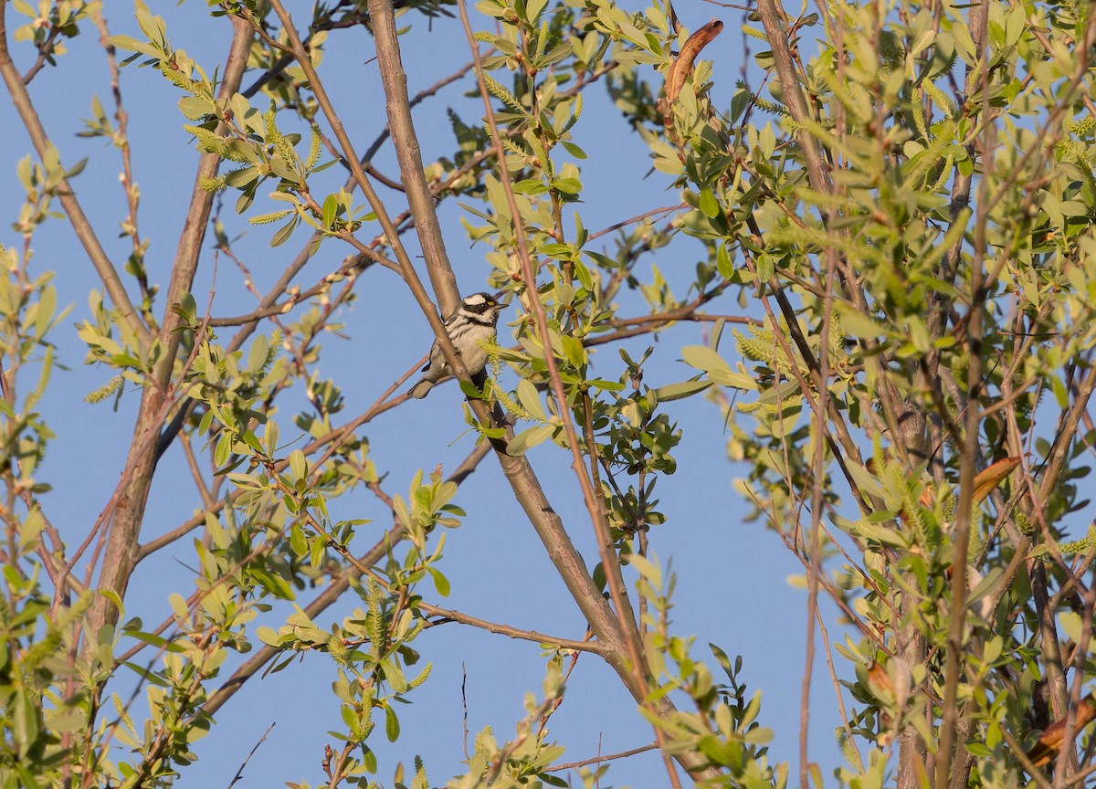 Траурная древесница - ML649925800